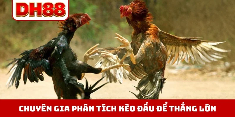 Đá Gà DH88 - Xem Trực Tiếp Chọi Kê Thomo Hôm Nay Full HD