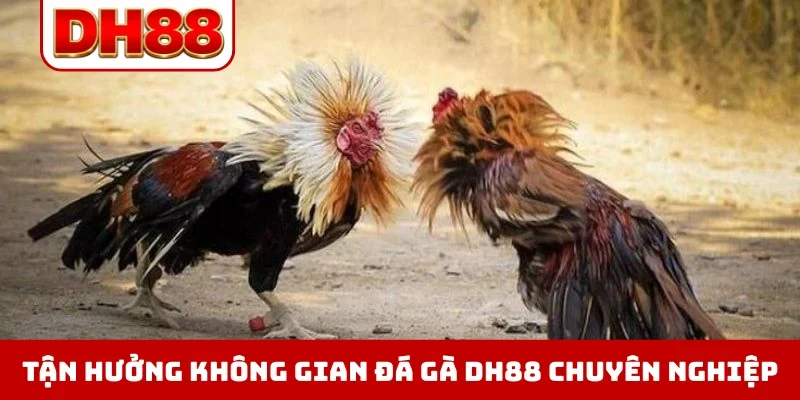 Đá Gà DH88 - Xem Trực Tiếp Chọi Kê Thomo Hôm Nay Full HD